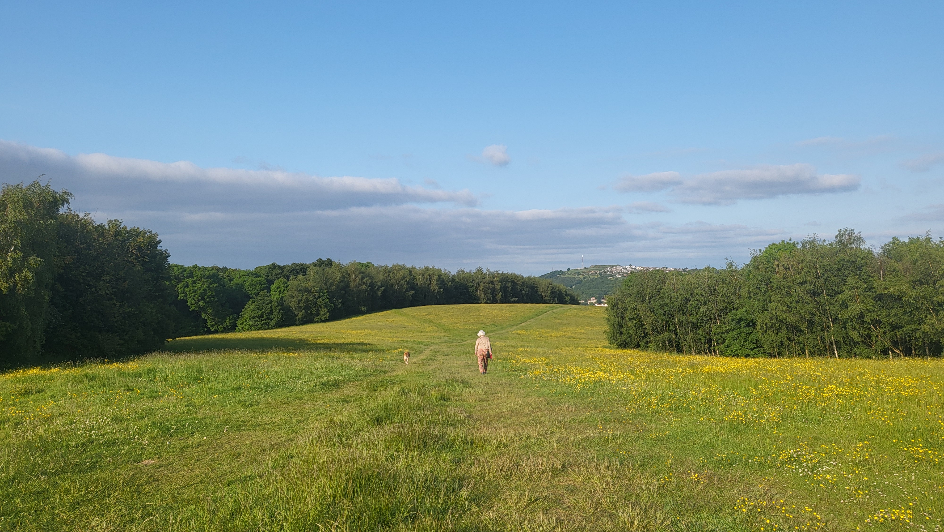 wildflower meadow