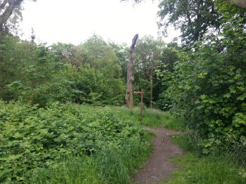 Northcliffe Woods