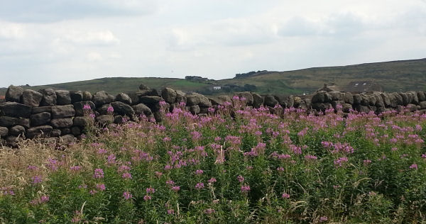 View of Bronte Country