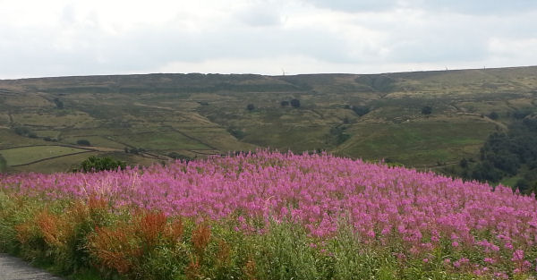 View of Bronte Country