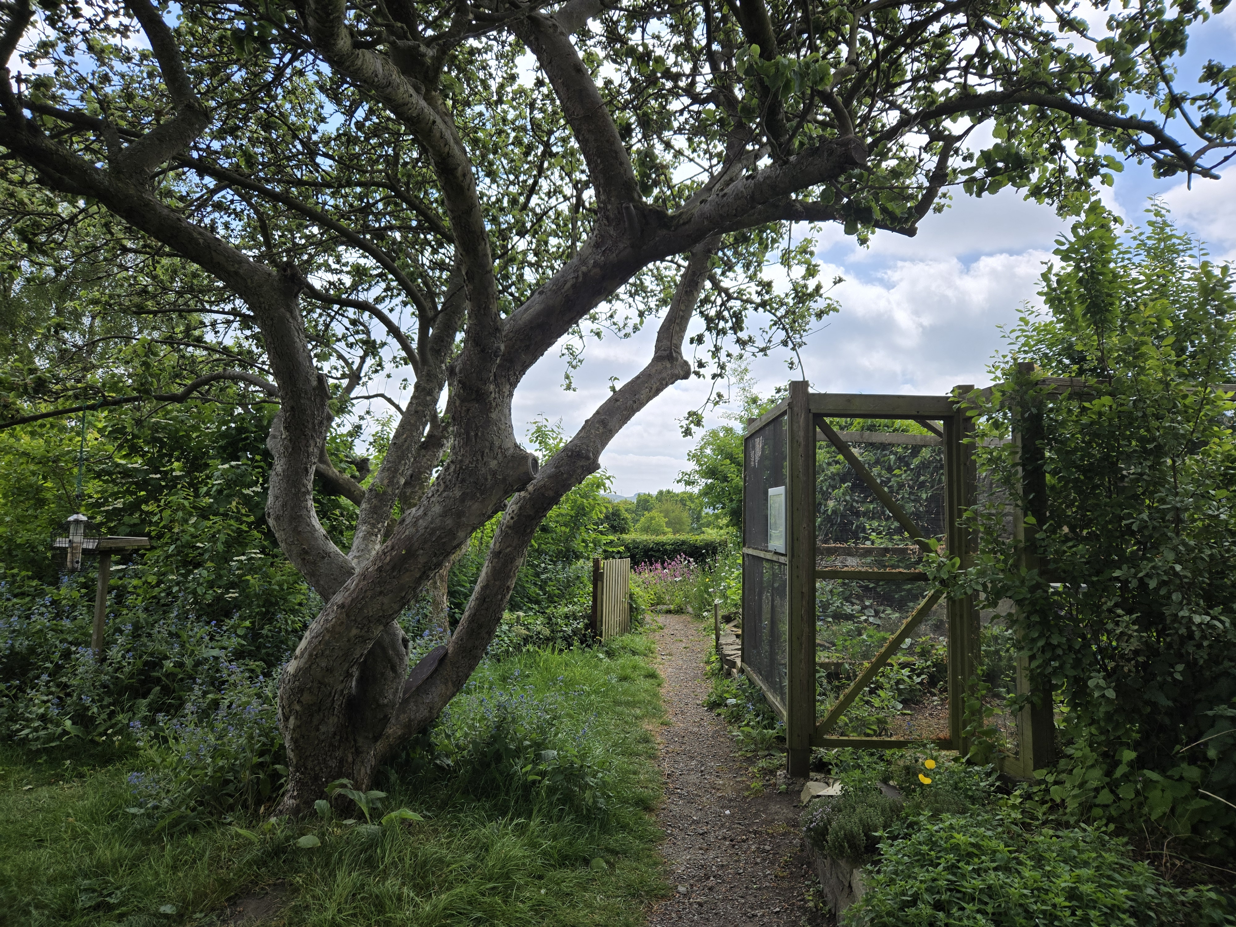 Garden with tree in foreground
