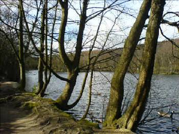 The Coppice Pond, St Ives, Harden