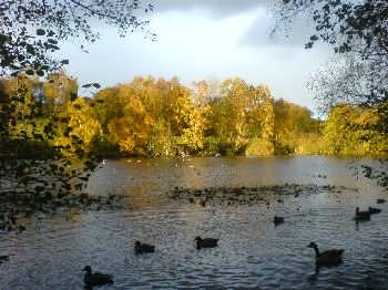 The Coppice Pond, St Ives, Harden