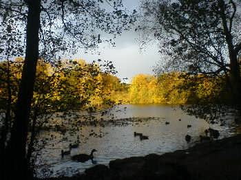 The Coppice Pond, St Ives, Harden