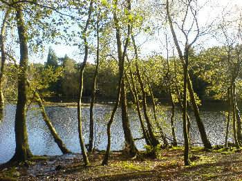 The Coppice Pond, St Ives, Harden