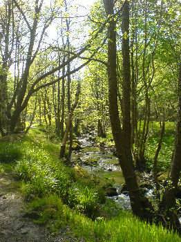 Goit Stock Woods, near Harden