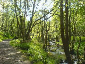 Goit Stock Woods, near Harden