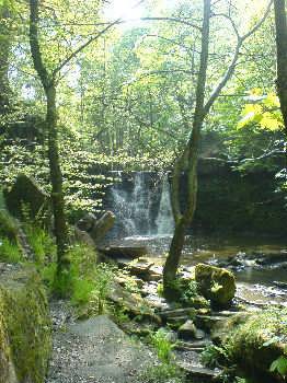 Goit Stock Woods, near Harden