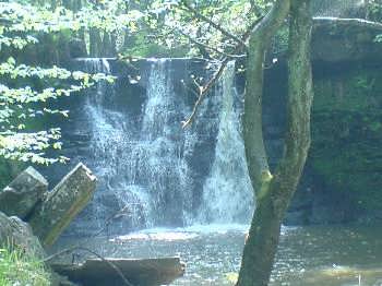 Goit Stock Woods, near Harden