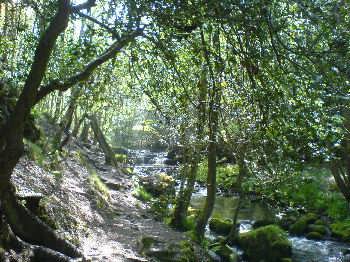 Goit Stock Woods, near Harden