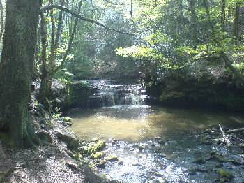 Goit Stock Woods, near Harden