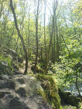 Goit Stock Woods, near Harden