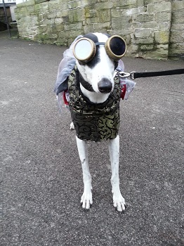 Steampunk dog