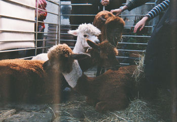 Alpacas at Hebden Bridge, West Yorkshire